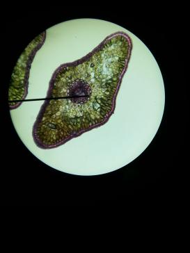 Blattquerschnitt-Taxus