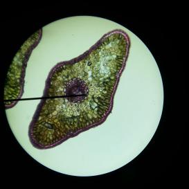 Blattquerschnitt-Taxus