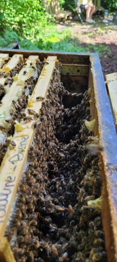 von Bienen verkettete leere Plätze in der Beute