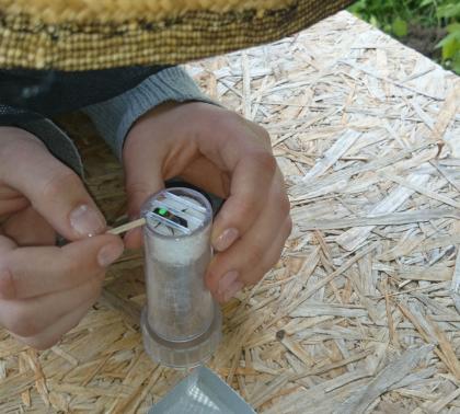 Wir üben Königinnenzeichnen an Drohnen