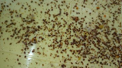 Abgefallene Varroa- Milben nach einer Ameisensäurebehandlung eines unserer Völker