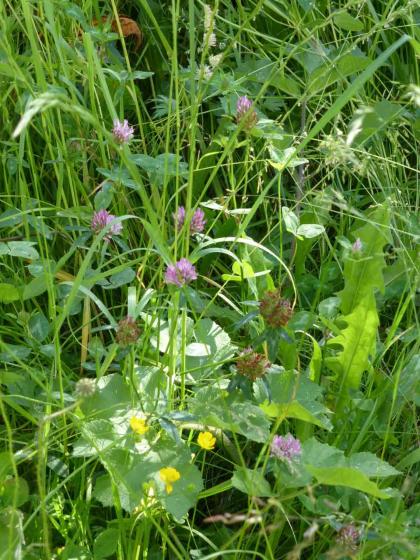 Schmetterlings- und Bienenweide