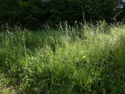 Schmetterlings- und Bienenweide