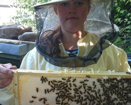 Ein frisches Honigrähmchen gerade aus dem Volk geholt 