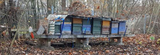 die Bienenkästen waren mit viel Laub zugedeckt