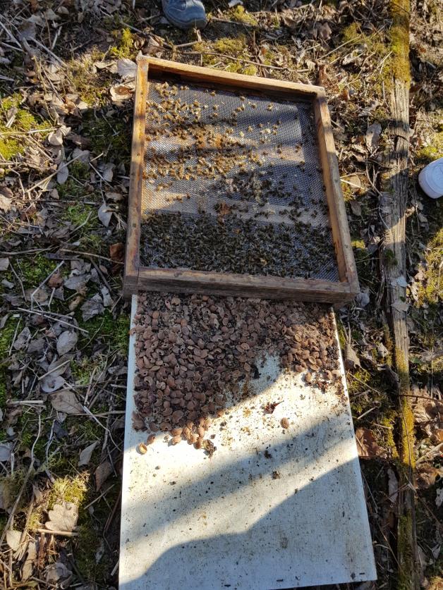 Mäuse im Bienenvolk - aufgeknackte Zwetschgenkerne auf dem Beutenboden