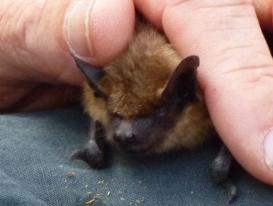 Fledermaus-Exkursion