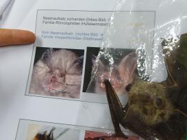 Fledermaus-Exkursion