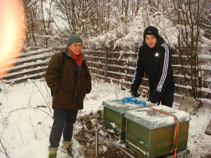 Umzug der Bienen während des Winterschlafs im Januar 2013