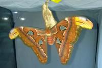 Atlasspinner im Vivarium