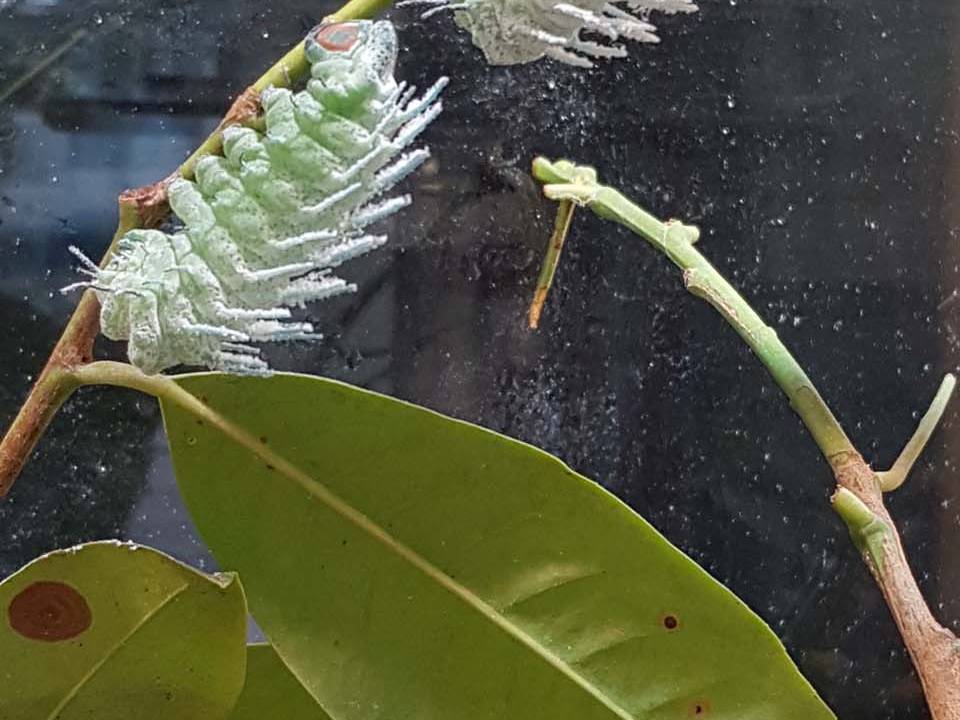 monstera aurea kaufen Monstera Aurea Variegata
