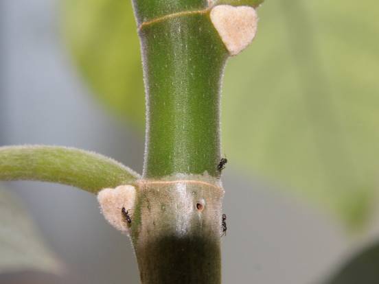 Azteca Ameisen beim Ernten der Müllerschen Körperchen