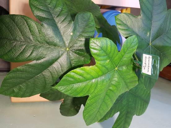 Der Ameisenbaum Cecropia