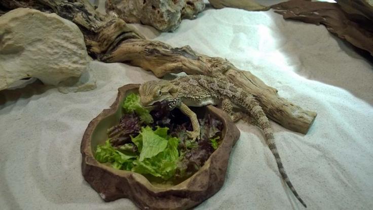 Bartagame beim Fressen