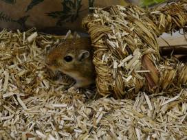 Schaubecken und Spielwiese