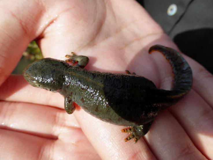 Bergmolchweibchen "Molly"