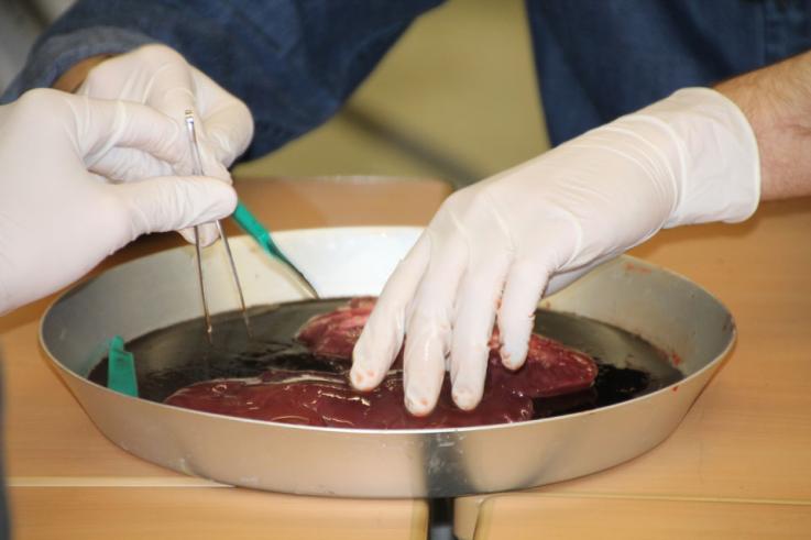 Klasse 10 d seziert Schweineherzen und -nieren