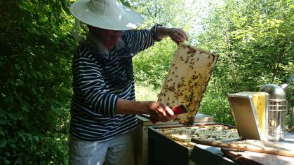 Bienen im Schulgarten