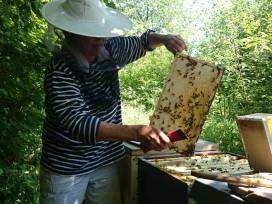 Unsere Apian-Bienen
