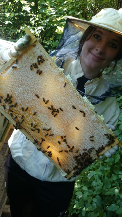Bienen im Schulgarten