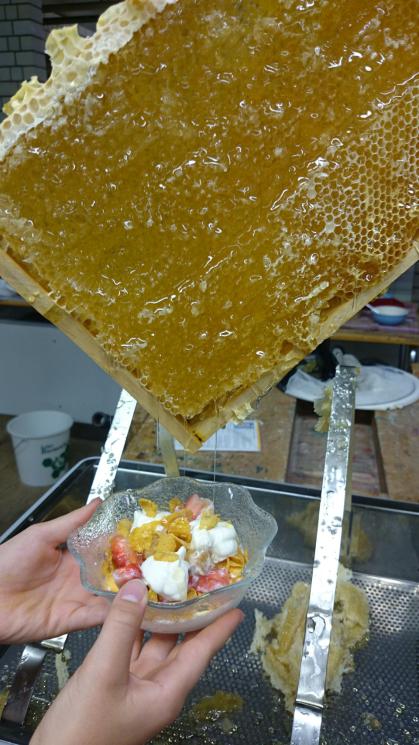 Bienen im Schulgarten