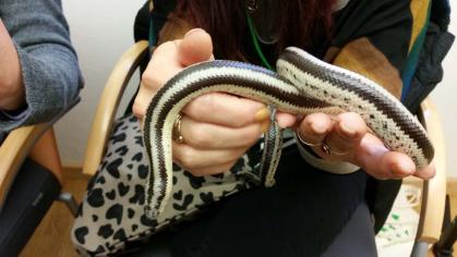 Begegnung mit lebenden Tieren im Unterricht