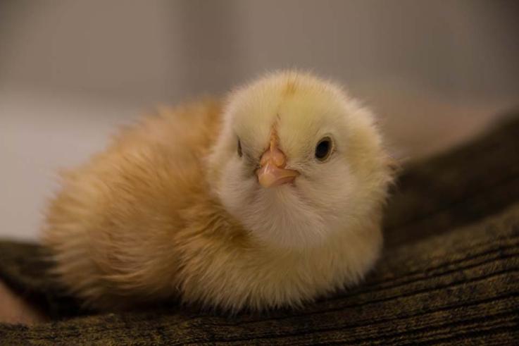 Die Apian-Küken sind geschlüpft!