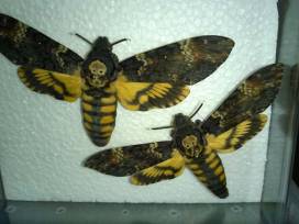 Das Schweigen der Lämmer