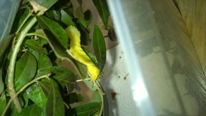 Raupe Totenkopfschwärmer