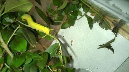 Raupe Totenkopfschwärmer