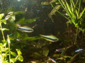 Neue Fische im Vivarium