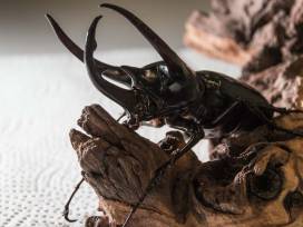 Riesen-Vierhorn-Käfer im Vivarium