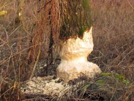 Dem heimischen Biber auf der Spur