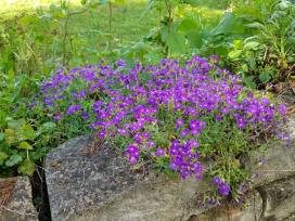 Frühlingsimpressionen 