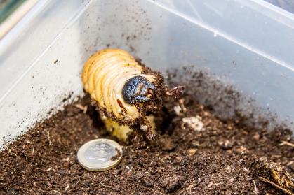 Riesen-Vierhornkäfer Larve