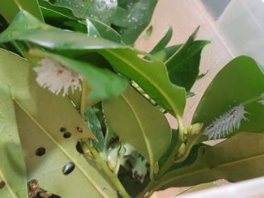 Die Raupe Nimmersatt