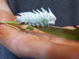 Die Raupe Nimmersatt: Der größte Schmetterling der Erde am Apian