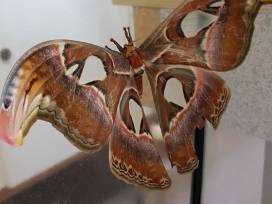 Die Raupe Nimmersatt: Der größte Schmetterling der Erde am Apian