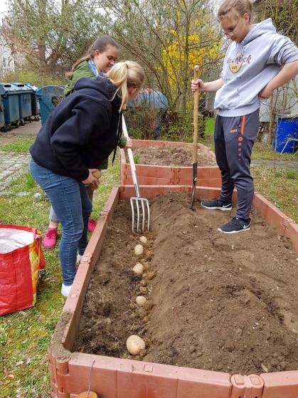 Kartoffeln im Schulgarten