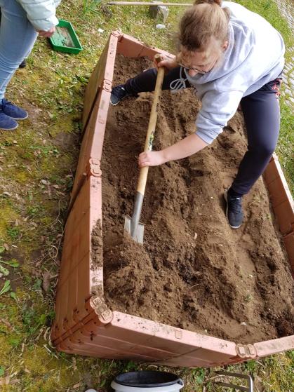 Kartoffeln im Schulgarten