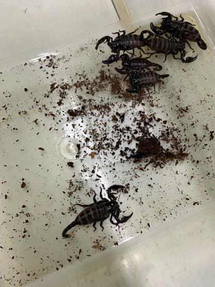 Kleine Kaiserskorpione beim Umsetzen