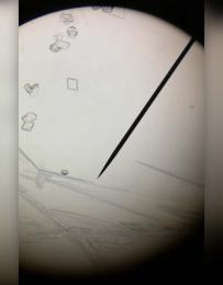 Kristallisation von Kaliumnitrat unter dem Mikroskop