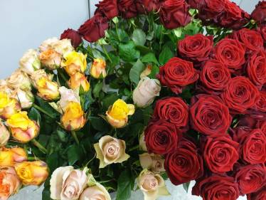 Für Euch soll’s rote Rosen regnen…