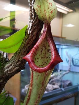 Kannenpflanze im Paludarium