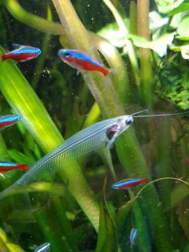 Indischer Glaswels und Rote Neons in der Strömung