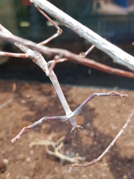 Ast-Mantis Nahaufnahme