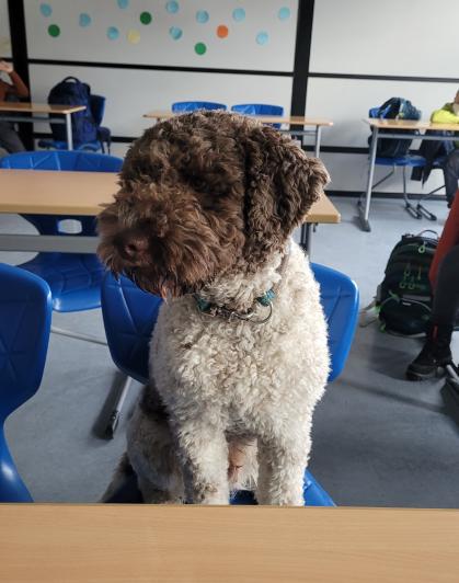 Rudi geprüfter Schulhung