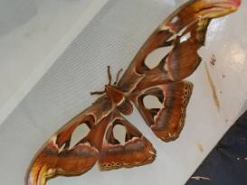 Das große Fressen beginnt