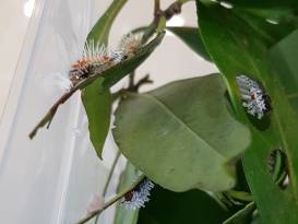 Die Raupe Nimmersatt