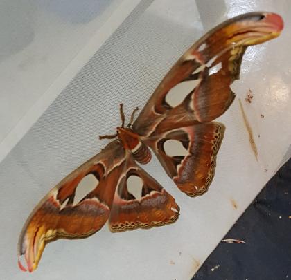 Erwachsener Atlasspinner